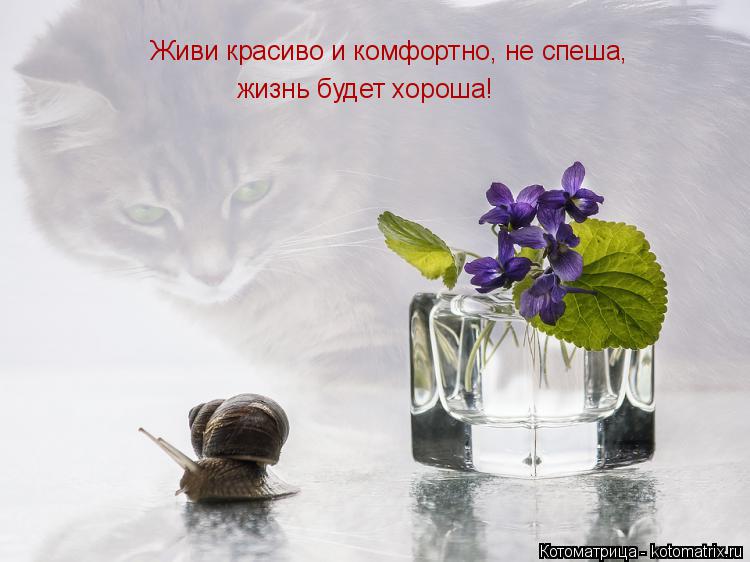Котоматрица: Живи красиво и комфортно, не спеша,  жизнь будет хороша!