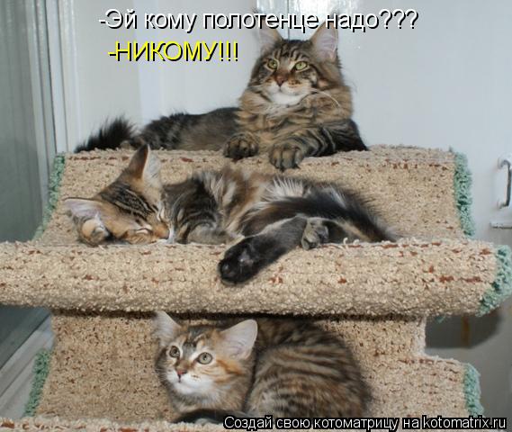 Котоматрица: -Эй кому полотенце надо??? -НИКОМУ!!!