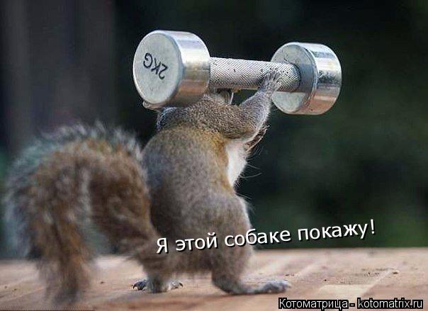 Котоматрица: Я этой собаке покажу!