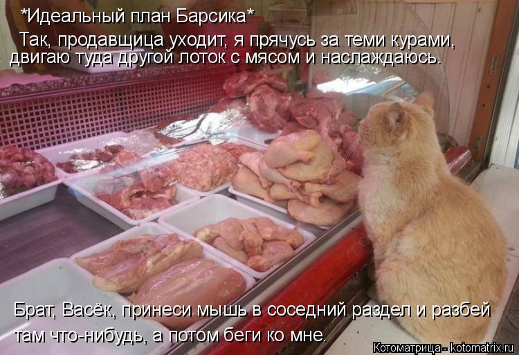 Котоматрица: *Идеальный план Барсика* Так, продавщица уходит, я прячусь за теми курами, двигаю туда другой лоток с мясом и наслаждаюсь. Брат, Васёк, принес