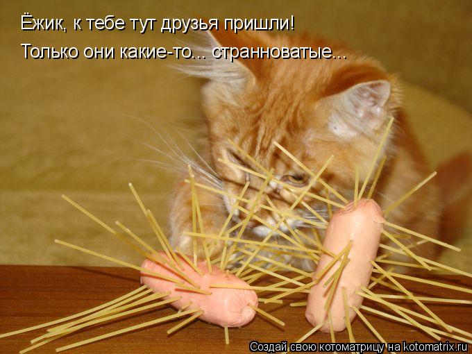 Котоматрица: Ёжик, к тебе тут друзья пришли! Только они какие-то... странноватые...