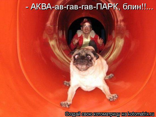 - АКВА-ав-гав-гав-ПАРК, блин!!...... Котоматрица: - АКВА-ав-гав-гав-ПАРК, блин!!...