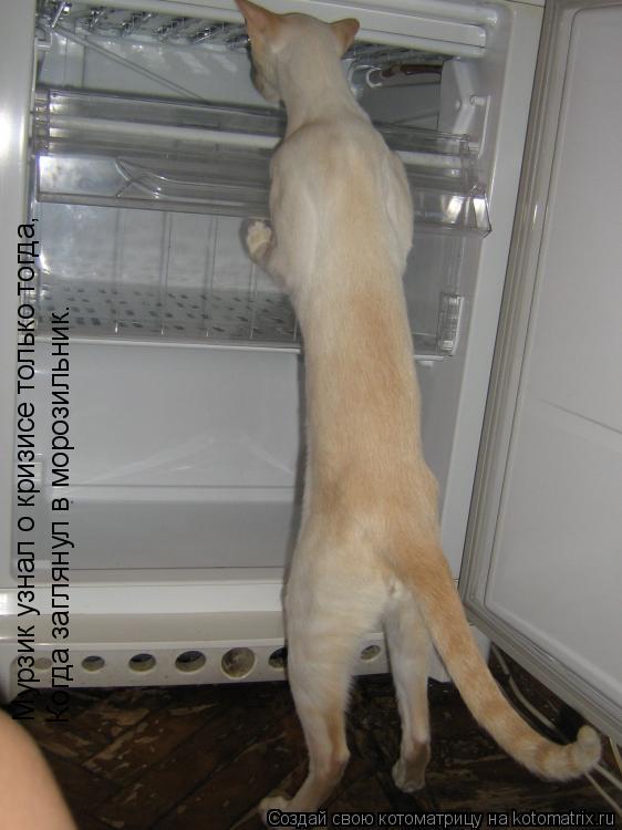 Котоматрица: Мурзик узнал о кризисе только тогда,  Когда заглянул в морозильник.
