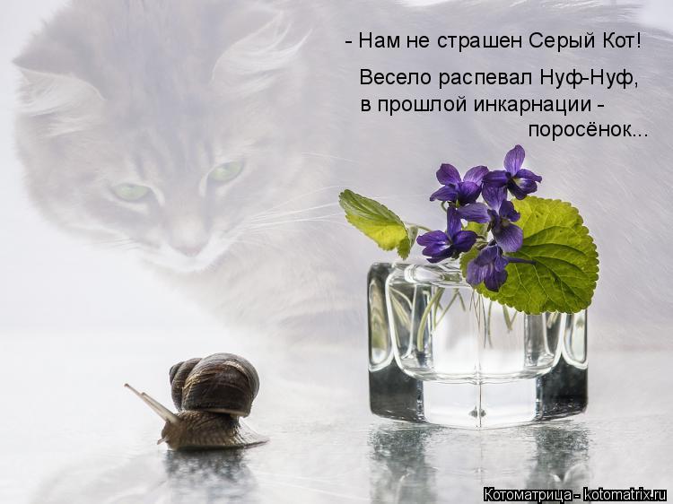 - Нам не страшен Серый Кот! Весело распевал Нуф-Нуф, в прошлой инкарнации - поросёнок...... Котоматрица: - Нам не страшен Серый Кот! Весело распевал Нуф-Нуф, в прошлой инкарнации - поросёнок...