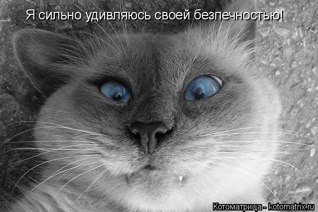 Котоматрица: Я сильно удивляюсь своей безпечностью!