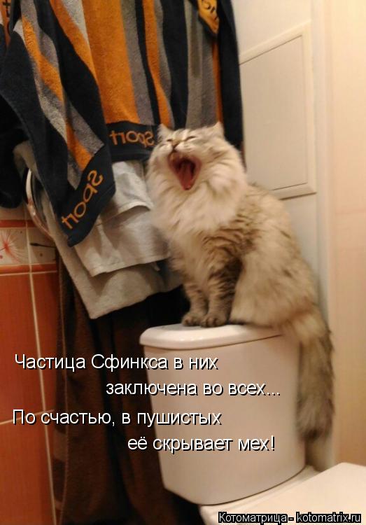 Котоматрица: Частица Сфинкса в них  заключена во всех... По счастью, в пушистых её скрывает мех!