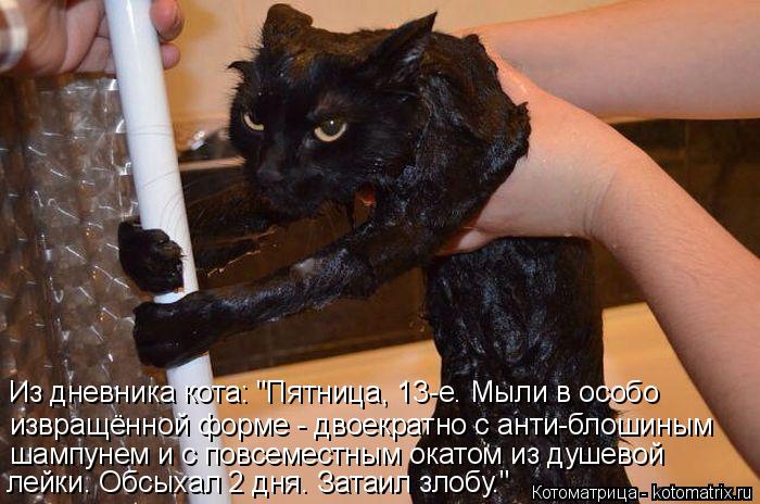Из дневника кота: "Пятница, 13-е. Мыли в особо извращённой форме - двоекратно с анти-блошиным шампуне... Котоматрица: Из дневника кота: "Пятница, 13-е. Мыли в особо извращённой форме - двоекратно с анти-блошиным шампунем и с повсеместным окатом из душевой лейк