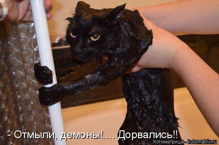 - Отмыли, демоны!.... Дорвались!!... Котоматрица: - Отмыли, демоны!.... Дорвались!!