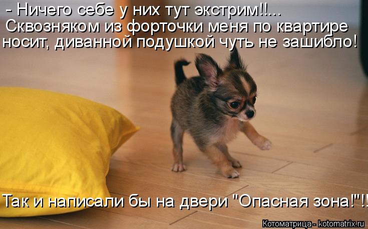 - Ничего себе у них тут экстрим!!... Сквозняком из форточки меня по квартире носит, диванной подушко... Котоматрица: - Ничего себе у них тут экстрим!!... Сквозняком из форточки меня по квартире носит, диванной подушкой чуть не зашибло! Так и написали бы на две