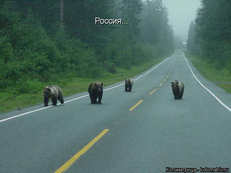 Котоматрица: Россия...