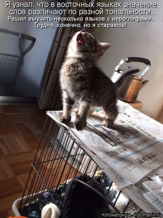 Котоматрица: Я узнал, что в восточных языках значение  слов различают по разной тональности... Решил выучить несколько языков с иероглифами. Трудно, коне