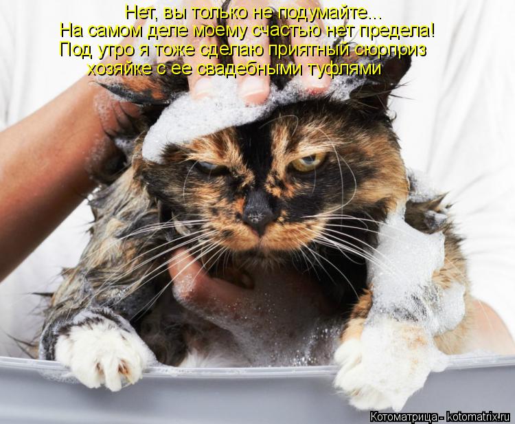 Котоматрица: Нет, вы только не подумайте... На самом деле моему счастью нет предела! Под утро я тоже сделаю приятный сюрприз  хозяйке с ее свадебными туфля