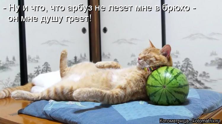 - Ну и что, что арбуз не лезет мне в брюхо - он мне душу греет!... Котоматрица: - Ну и что, что арбуз не лезет мне в брюхо - он мне душу греет!