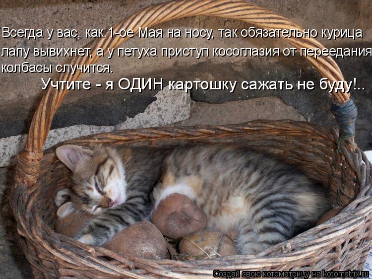 Всегда у вас, как 1-ое Мая на носу, так обязательно курица лапу вывихнет, а у петуха приступ косоглаз... Котоматрица: Всегда у вас, как 1-ое Мая на носу, так обязательно курица лапу вывихнет, а у петуха приступ косоглазия от переедания колбасы случится. Учтит