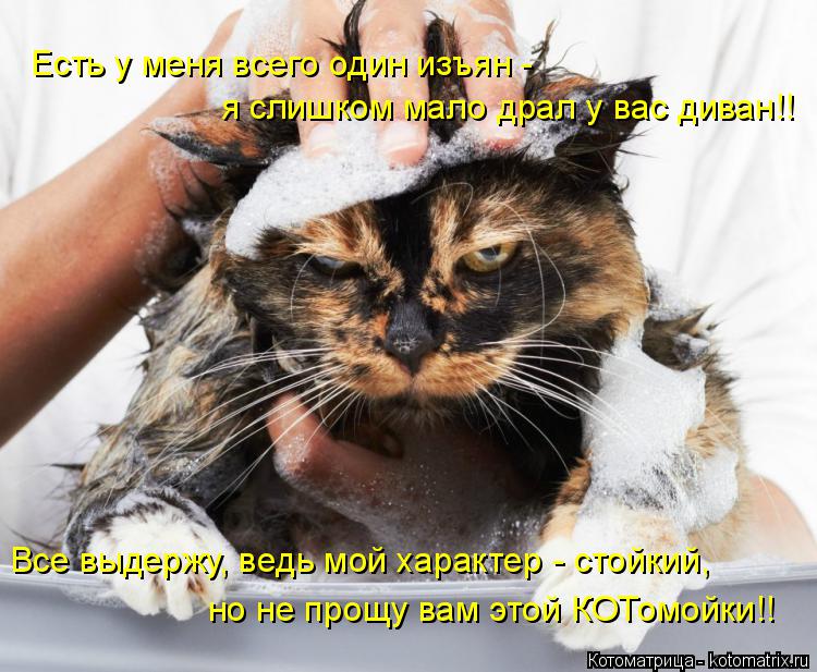 Котоматрица: Есть у меня всего один изъян - я слишком мало драл у вас диван!! Все выдержу, ведь мой характер - стойкий, но не прощу вам этой КОТомойки!!