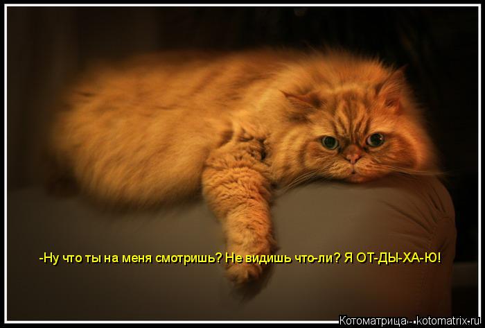 Котоматрица: -Ну что ты на меня смотришь? Не видишь что-ли? Я ОТ-ДЫ-ХА-Ю! -Ну что ты на меня смотришь? Не видишь что-ли? Я ОТ-ДЫ-ХА-Ю!