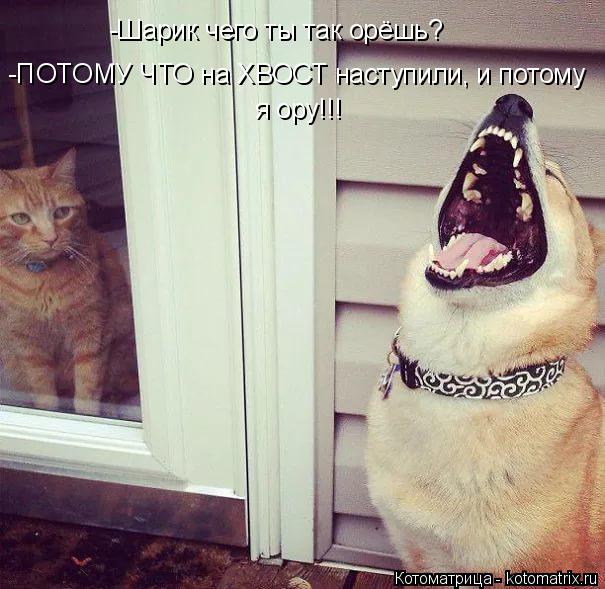 Котоматрица: -Шарик чего ты так орёшь? -ПОТОМУ ЧТО на ХВОСТ наступили, и потому я ору!!!