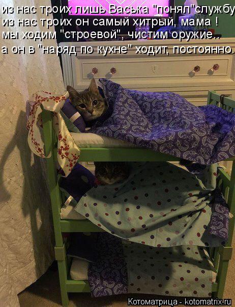Котоматрица: из нас троих лишь Васька "понял"службу из нас троих он самый хитрый, мама ! мы ходим "строевой", чистим оружие.. а он в "наряд по кухне" ходит, по