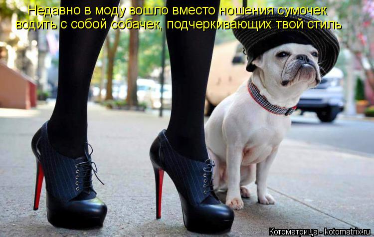 Котоматрица: Недавно в моду вошло вместо ношения сумочек водить с собой собачек, подчеркивающих твой стиль