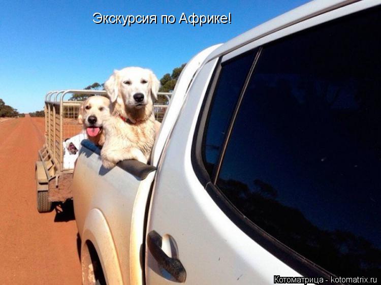 Котоматрица: Экскурсия по Африке!