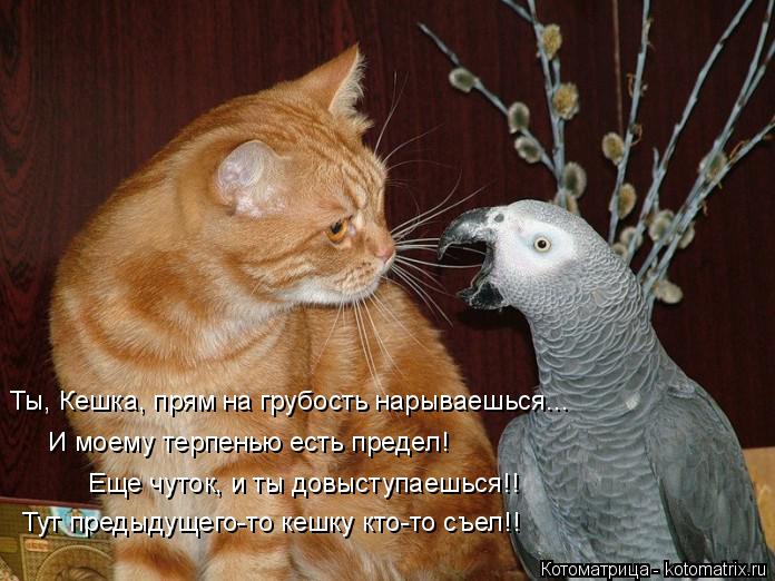 Котоматрица: Ты, Кешка, прям на грубость нарываешься... И моему терпенью есть предел! Еще чуток, и ты довыступаешься!! Тут предыдущего-то кешку кто-то съел!!