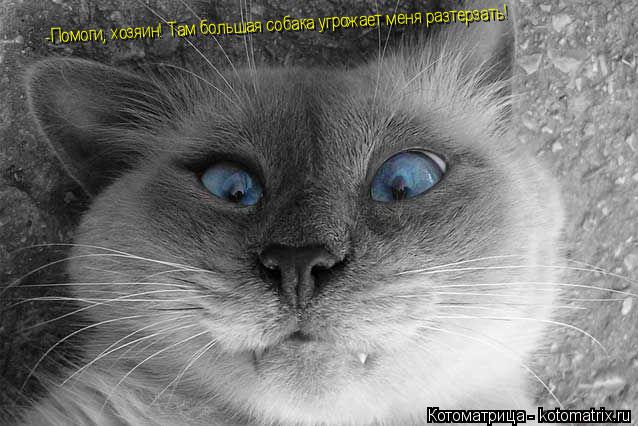Котоматрица: -Помоги -Помоги, хозяин! Там большая собака угрожает меня разтерзать!