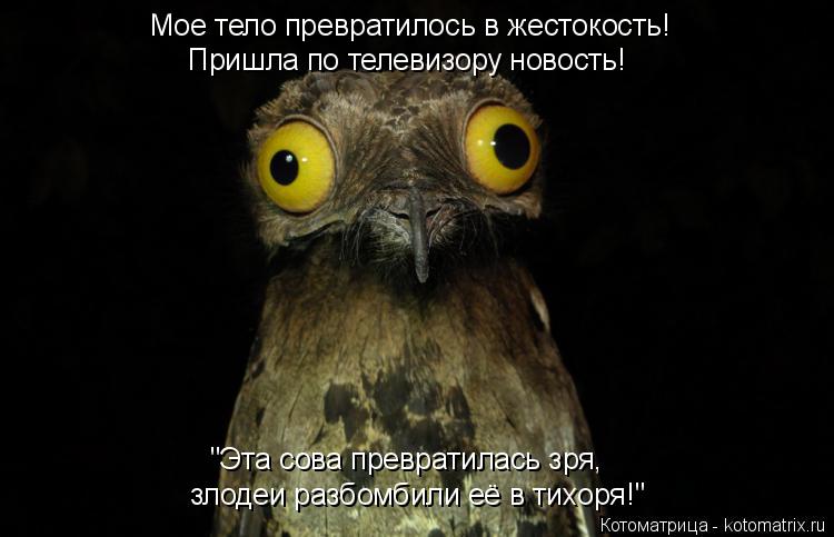 Котоматрица: Мое тело превратилось в жестокость! Пришла по телевизору новость! "Эта сова превратилась зря, злодеи разбомбили её в тихоря!"