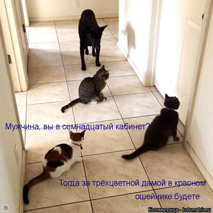 Котоматрица: Мужчина, вы в семнадцатый кабинет? Тогда за трёхцветной дамой в красном ошейнике будете Мужчина, вы в семнадцатый кабинет? Тогда за трёхцве