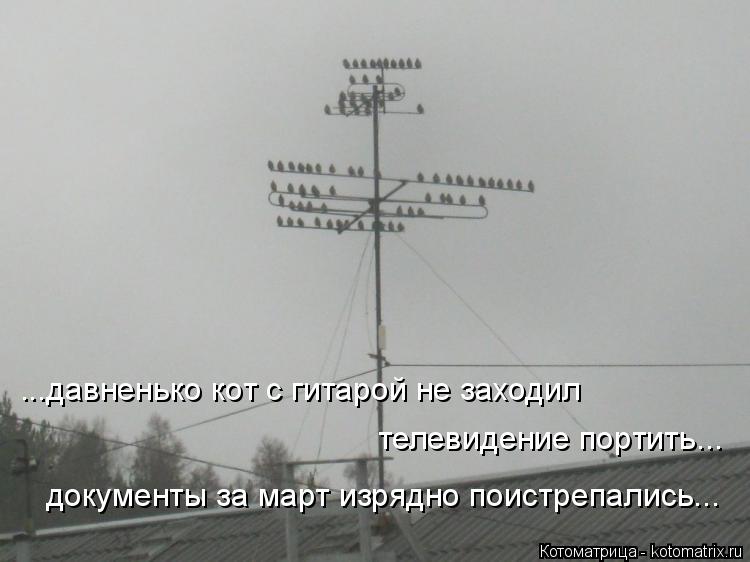 Котоматрица: ...давненько кот с гитарой не заходил телевидение портить... документы за март изрядно поистрепались...