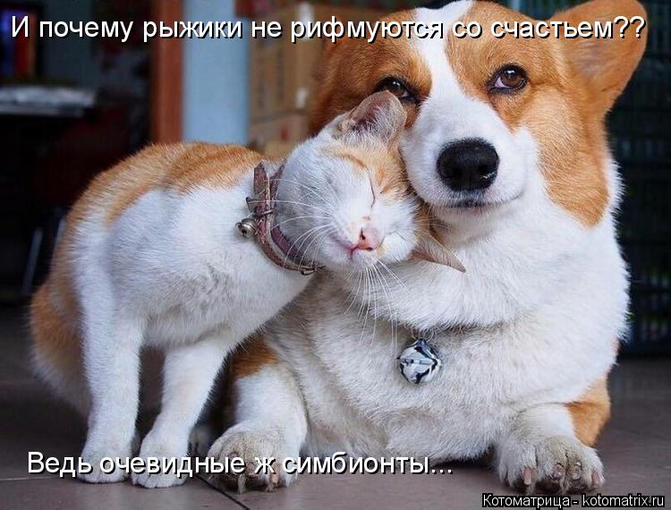 Котоматрица: И почему рыжики не рифмуются со счастьем?? Ведь очевидные ж симбионты...