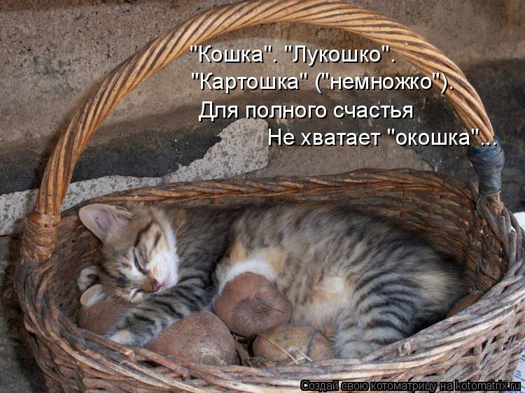 Котоматрица: "Кошка". "Лукошко". "Картошка" ("немножко"). Для полного счастья Не хватает "окошка"...
