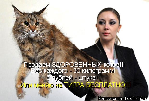 Котоматрица: Продаем ЗДОРОВЕННЫХ котов!!! Вес каждого - 30 килограмм! 5 рублей - штука! Или меняю на ТИГРА БЕСПЛАТНО!!!