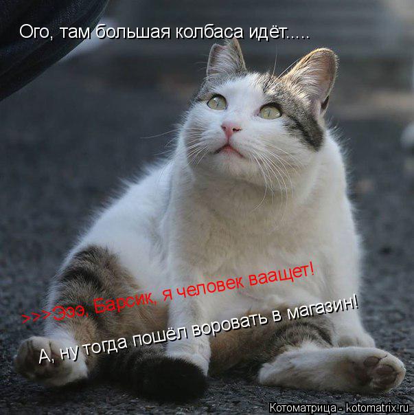 Котоматрица: Ого, там большая колбаса идёт..... >>> Эээ, Барсик, я человек ваащет! А, ну тогда пошёл воровать в магазин!