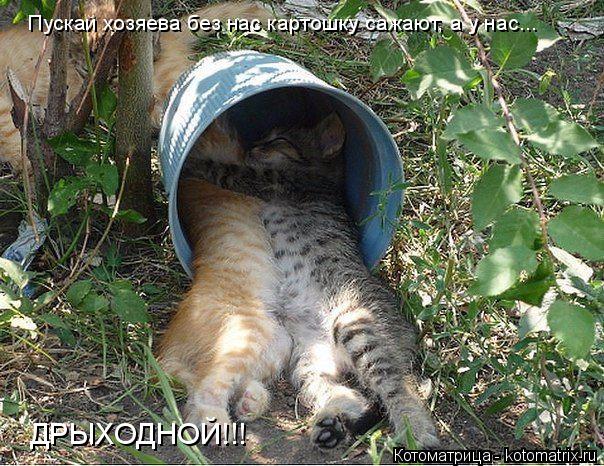 Пускай хозяева без нас картошку сажают, а у нас... ДРЫХОДНОЙ!!!... Котоматрица: Пускай хозяева без нас картошку сажают, а у нас... ДРЫХОДНОЙ!!!