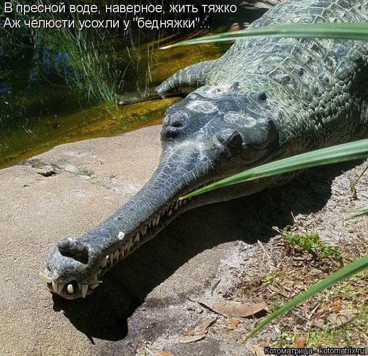 В пресной воде, наверное, жить тяжко Аж челюсти усохли у "бедняжки"...... Котоматрица: В пресной воде, наверное, жить тяжко Аж челюсти усохли у "бедняжки"...