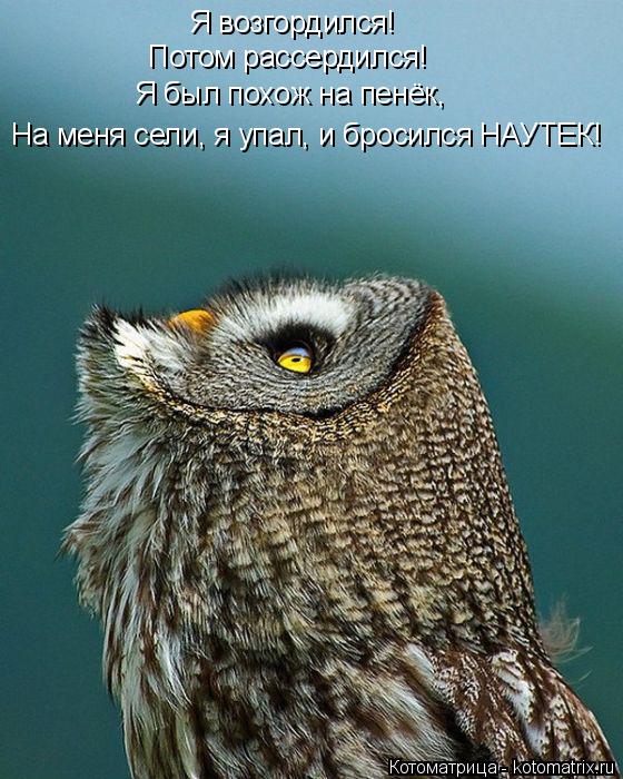 Котоматрица: Я возгордился! Потом рассердился! Я был похож на пенёк, На меня сели, я упал, и бросился НАУТЕК!