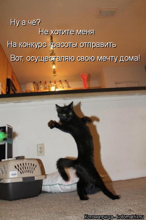 Ну а чё? Не хотите меня На конкурс красоты отправить Вот, осуществляю свою мечту дома!... Котоматрица: Ну а чё? Не хотите меня На конкурс красоты отправить Вот, осуществляю свою мечту дома!