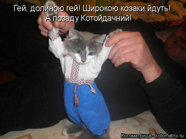 Котоматрица: Гей, долиною гей! Широкою козаки йдуть! А позаду Котойдачний!