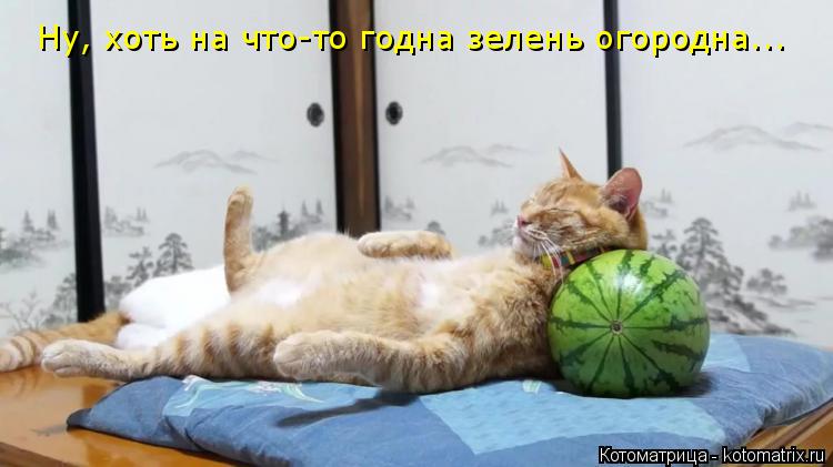 Котоматрица: Ну, хоть на что-то годна зелень огородна...