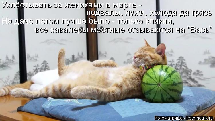 Ухлёстывать за женихами в марте - подвалы, лужи, холода да грязь На даче летом лучше было - только ... Котоматрица: Ухлёстывать за женихами в марте - подвалы, лужи, холода да грязь На даче летом лучше было - только кликни, все кавалеры местные отзываются н