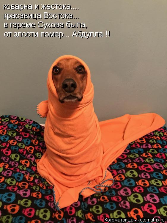 Котоматрица: коварна и жестока.... красавица Востока... в гареме Сухова была, от злости помер... Абдулла !!