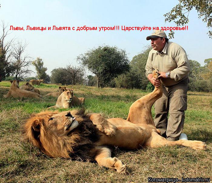 Котоматрица: Львы Львицы и Львята с добрым утром и удачного во всех  Львы, Львицы и Львята с добрым утром!!! Царствуйте на здоровье!!