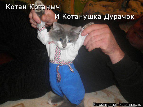 Котоматрица: Котан Котаныч И Котанушка Дурачок