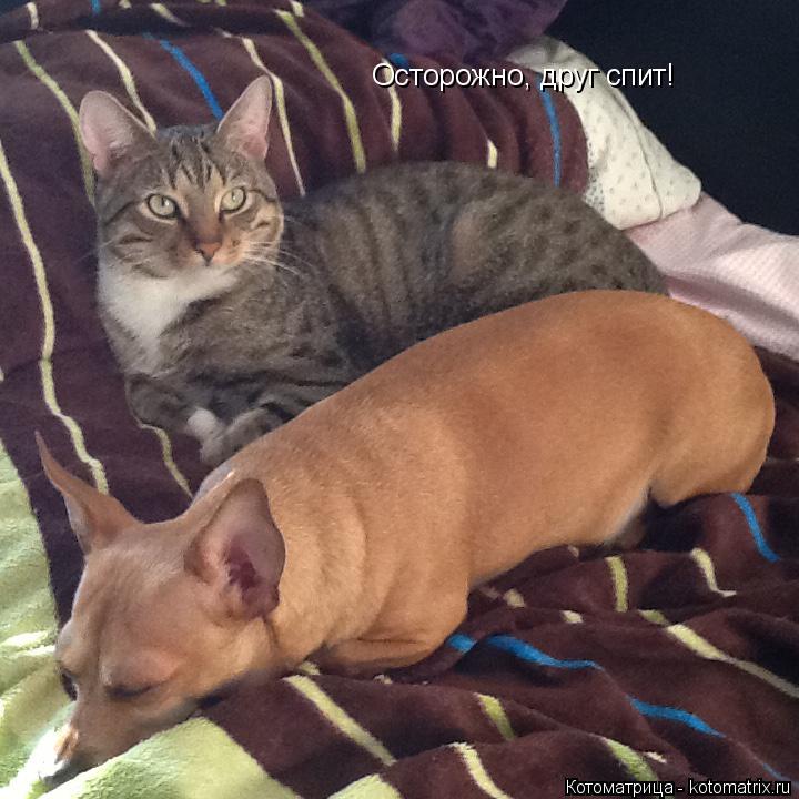 Котоматрица: Осторожно, друг спит!