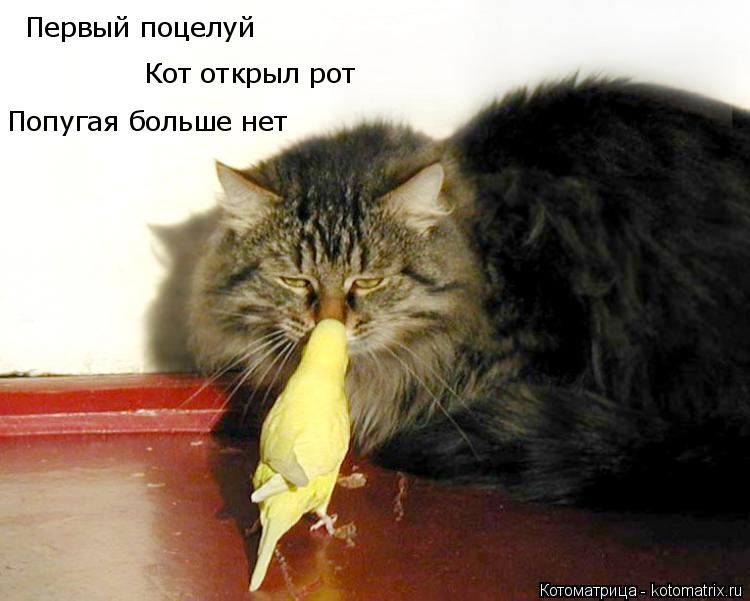 Котоматрица: Первый поцелуй Кот открыл рот Попугая больше нет