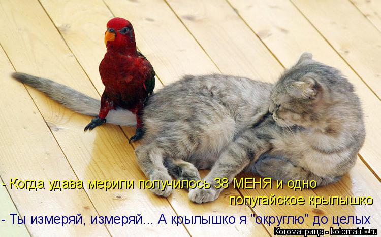 - Ты измеряй, измеряй... А крылышко я "округлю" до целых - Когда удава мерили получилось 38 МЕНЯ и ... Котоматрица: - Ты измеряй, измеряй... А крылышко я "округлю" до целых - Когда удава мерили получилось 38 МЕНЯ и одно попугайское крылышко