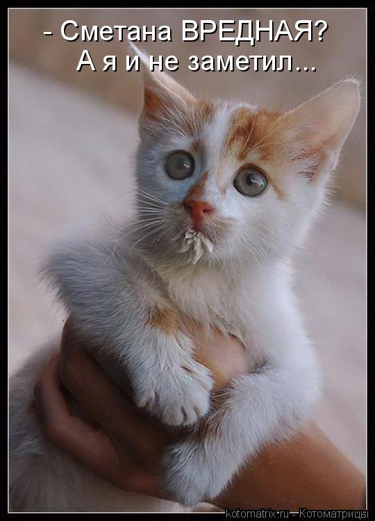 Котоматрица: - Сметана ВРЕДНАЯ? А я и не заметил...