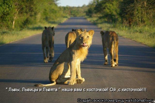 Котоматрица: '' Львы, Львицы и Львята '' наше вам с косточкой! Ой ,с кисточкой!!!