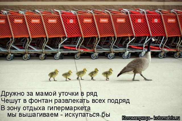 В зону отдыха гипермаркета Чешут в фонтан развлекать всех подряд Дружно за мамой уточки в ряд мы в... Котоматрица: В зону отдыха гипермаркета Чешут в фонтан развлекать всех подряд Дружно за мамой уточки в ряд мы вышагиваем - искупаться бы