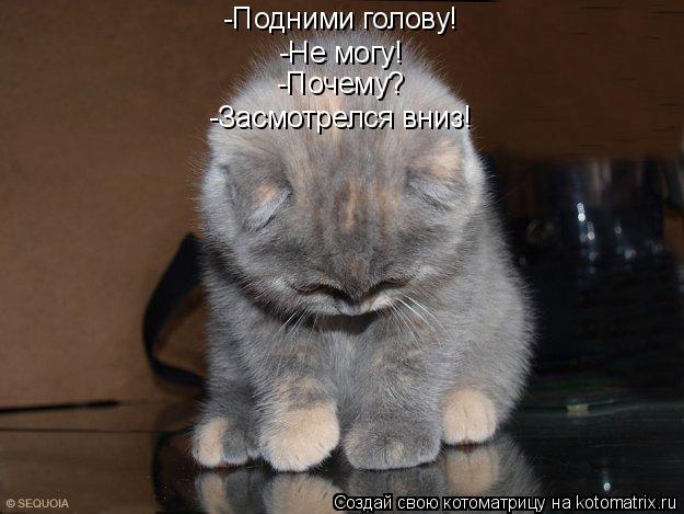 Котоматрица: -Подними голову! -Не могу! -Почему? -Засмотрелся вниз!